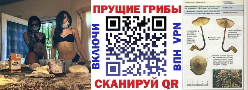 Псилоцибиновые грибы Psilocybine cubensis  Можайск 